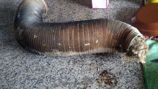 Imagen del tubo de calentador atascado con nidos de pájaros